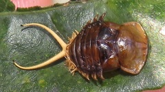 Basipta stolida