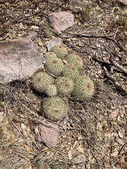Coryphantha recurvata recurvata