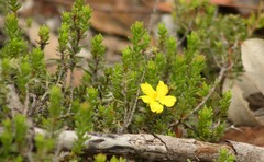 Hibbertia cistoidea