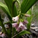 Shepherd's Crook Orchid - Photo (c) Martin Bennett, some rights reserved (CC BY-NC), uploaded by Martin Bennett