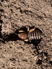 Ammopelmatus fuscus