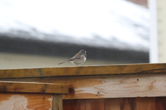 Junco hyemalis