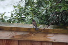 Junco hyemalis