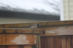 Junco hyemalis