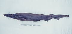 Apristurus sinensis