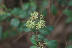 Backhousia myrtifolia