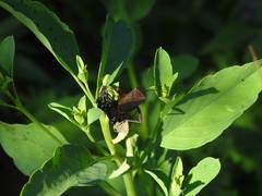 Athaumastus haematicus