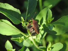 Athaumastus haematicus