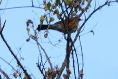 Turdus rufopalliatus
