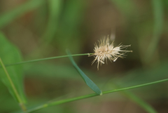 Echinopogon caespitosus