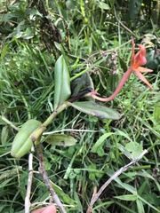 Epidendrum geminiochraceum