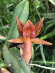 Epidendrum geminiochraceum