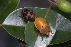 Augocoris illustris