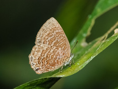 Poritia sumatrae