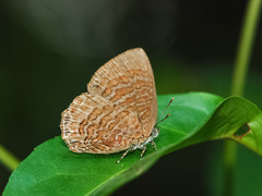 Poritia sumatrae