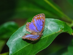Poritia sumatrae
