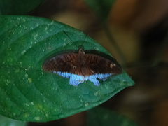 Tanaecia godartii