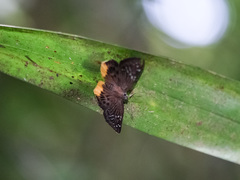 Mooreana trichoneura