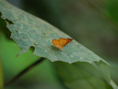 Zemeros emesoides