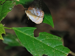 Tanaecia iapis