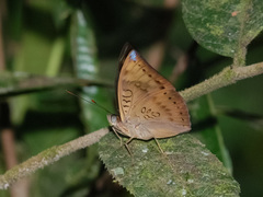 Euthalia merta
