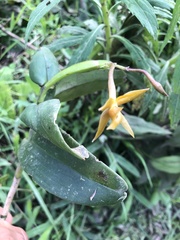 Epidendrum geminiochraceum