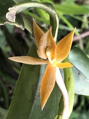 Epidendrum geminiochraceum
