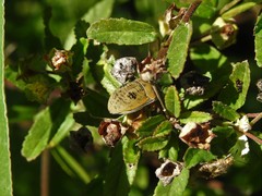 Orsilochides leucoptera