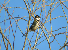 Parus minor