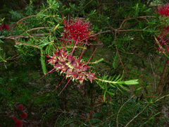 Kunzea baxteri