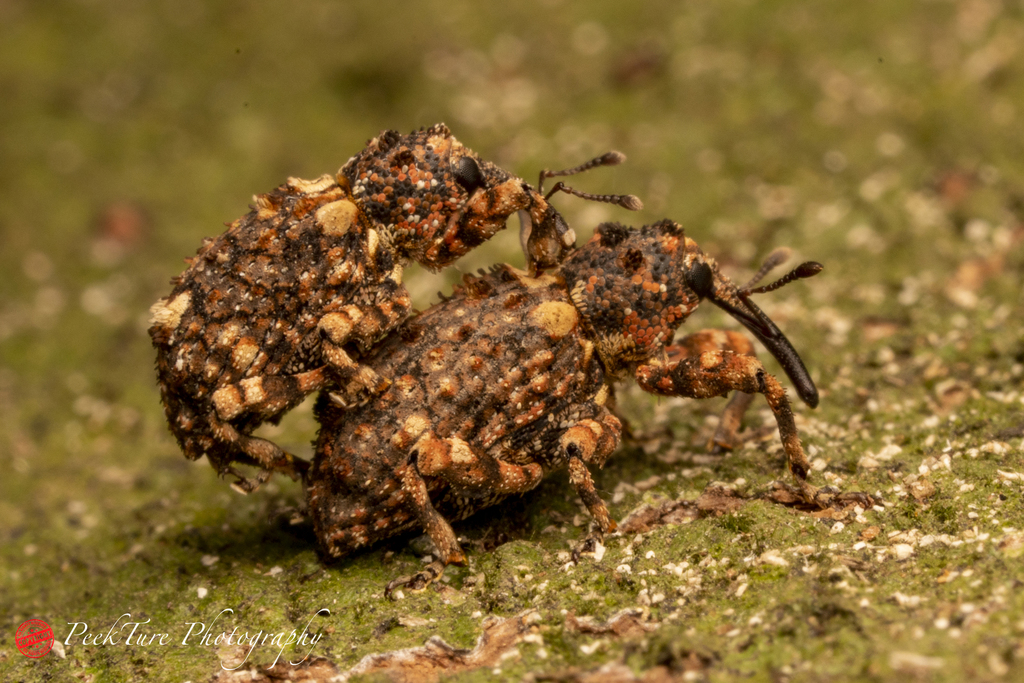Colobodes billbergii from Singapore on February 20, 2021 at 09:17 PM by ...
