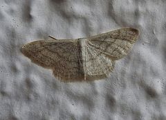 Idaea squalidaria