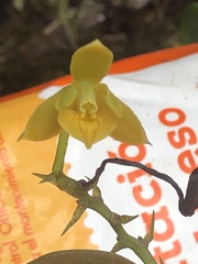 Epidendrum pallatangae