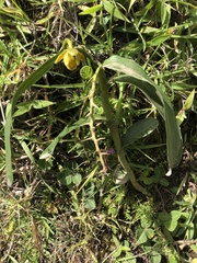 Epidendrum pallatangae