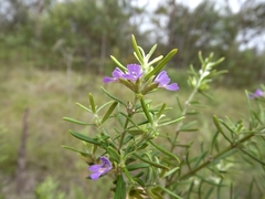 Westringia tenuicaulis