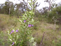 Westringia tenuicaulis