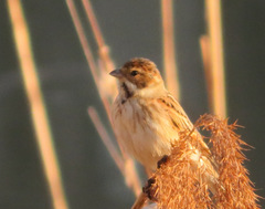 Emberiza schoeniclus
