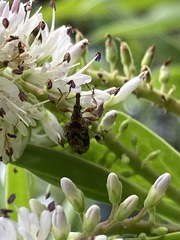 Stephanorhynchus curvipes