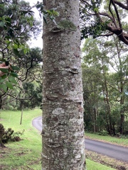 Araucariaceae