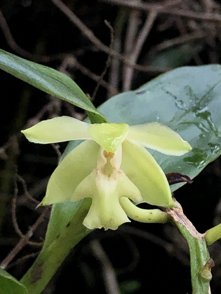 Epidendrum amblyantherum Hágsater & E.Santiago