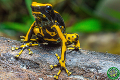 Dendrobates tinctorius