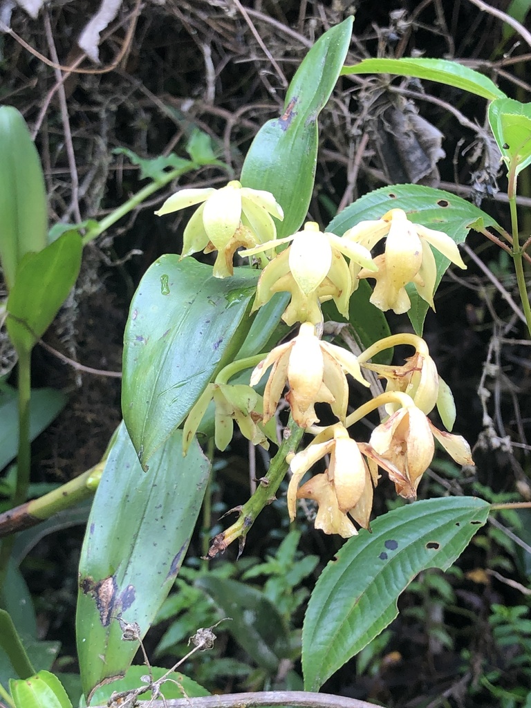 Epidendrum amblyantherum Hágsater & E.Santiago 2
