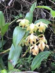 Epidendrum amblyantherum