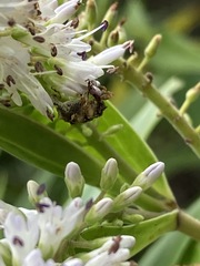 Stephanorhynchus curvipes