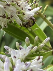 Stephanorhynchus curvipes