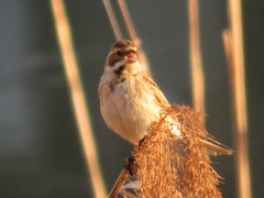 Emberiza schoeniclus