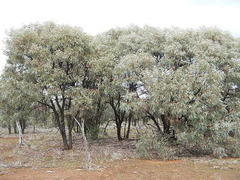 Acacia harpophylla