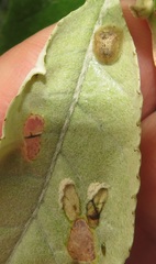 Cassida granulicollis