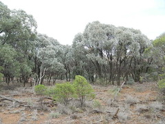 Acacia harpophylla