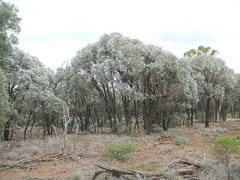 Acacia harpophylla